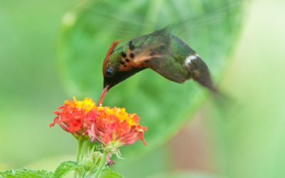 Harlekijn kolibrie
