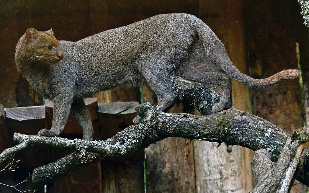 Katachtigen in Suriname: Jaguaroundi